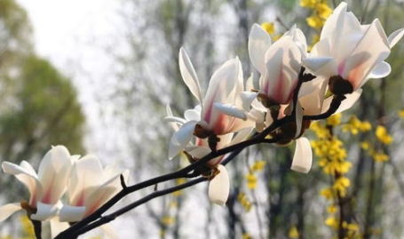 玉兰花开,玉兰花开的美丽与哲理