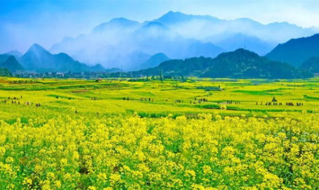 仙居油菜花,人间仙境,金浪翻滚的田园诗篇