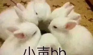 娱乐吃瓜兔子,兔子视角下的八卦盛宴